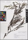 Foto von Salix eleagnos subsp. angustifolia (Cariot) Rech. f.